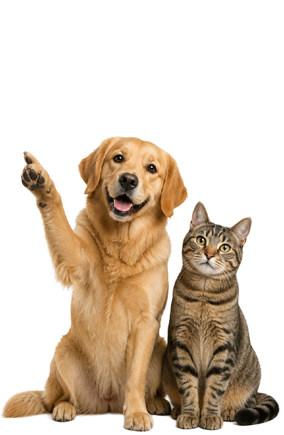 hund_und_katze